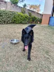 Purebred German Shepherd, 6-12 Months, Female - 2
