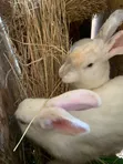 New Zealand White, Chinchilla, California White, Dutch, Palomino Rabbits - 1