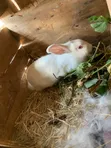 New Zealand White, Chinchilla, California White, Dutch, Palomino Rabbits - 2
