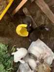 New Zealand White, Chinchilla, California White, Dutch, Palomino Rabbits - 3