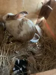 New Zealand White, Chinchilla, California White, Dutch, Palomino Rabbits - 4