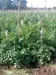 150 Acres Farmland in Loitokitok Rombo with Ready Title Deed - 1