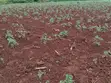 150 Acres Farmland in Loitokitok Rombo with Ready Title Deed - 4