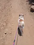 Purebred Maltese Dog - 1+ Year Old Male - 1