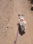 Purebred Maltese Dog - 1+ Year Old Male - 2