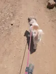Purebred Maltese Dog - 1+ Year Old Male - 4
