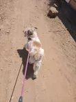 Purebred Maltese Dog - 1+ Year Old Male - 5