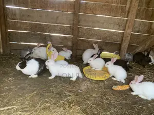 Rabbits: New Zealand White, Dutch, California White, Havana
