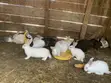 Rabbits: New Zealand White, Dutch, California White, Havana - 2