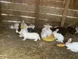 Rabbits: New Zealand White, Dutch, California White, Havana - 3