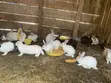 Rabbits: New Zealand White, Dutch, California White, Havana - 4