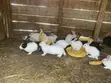 Rabbits: New Zealand White, Dutch, California White, Havana - 5