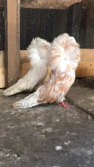 Matured Jacobin Pigeon