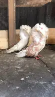 Matured Jacobin Pigeon - 2