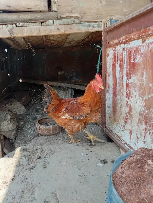 Kienyeji Chickens for Sale - 1