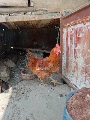Kienyeji Chickens for Sale