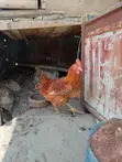Kienyeji Chickens for Sale - 1
