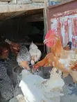 Kienyeji Chickens for Sale - 2