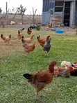 Kienyeji Chickens for Sale - 3