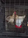 Kienyeji Chickens for Sale - 4