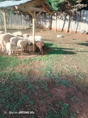 Hybrid Sheep and Hens