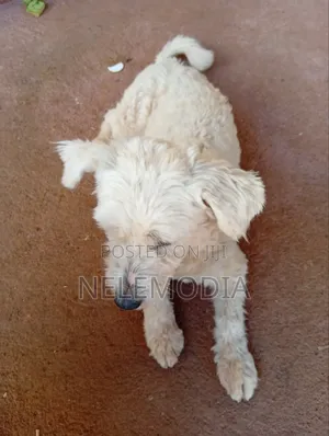 Female West Highland White Terrier, 6-12 Months