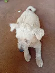 Female West Highland White Terrier, 6-12 Months - 1