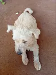 Female West Highland White Terrier, 6-12 Months - 2
