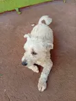 Female West Highland White Terrier, 6-12 Months - 3