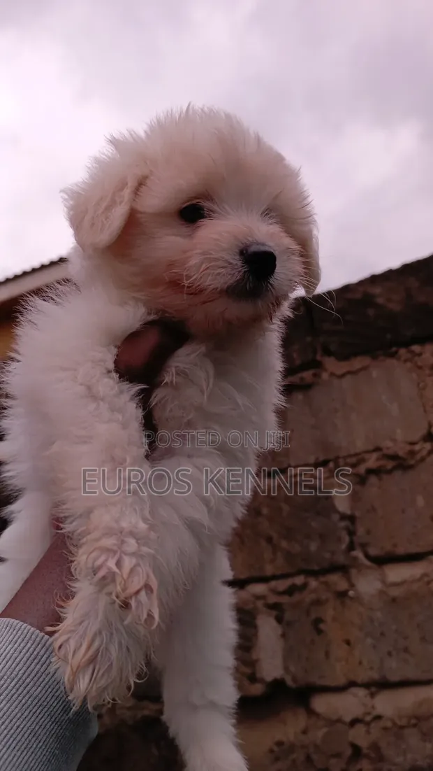 Purebred Female Havanese Puppy (1-3 Months) - 1
