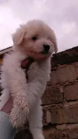 Purebred Female Havanese Puppy (1-3 Months) - 1