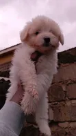 Purebred Female Havanese Puppy (1-3 Months) - 2