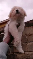 Purebred Female Havanese Puppy (1-3 Months) - 3