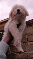 Purebred Female Havanese Puppy (1-3 Months) - 4
