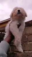 Purebred Female Havanese Puppy (1-3 Months) - 5