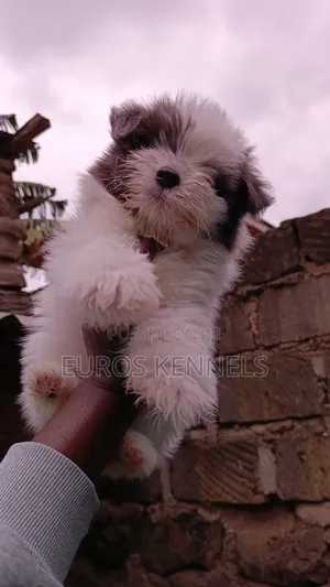 Female Purebred Havanese Puppy (1-3 Months)