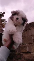 Female Purebred Havanese Puppy (1-3 Months) - 1