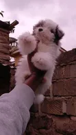 Female Purebred Havanese Puppy (1-3 Months) - 2