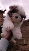 Female Purebred Havanese Puppy (1-3 Months) - 3