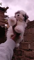 Female Purebred Havanese Puppy (1-3 Months) - 4