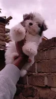 Female Purebred Havanese Puppy (1-3 Months) - 5