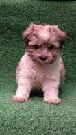 Purebred Havanese Puppy - 1-3 Months Male - 1