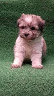 Purebred Havanese Puppy - 1-3 Months Male - 2