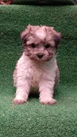 Purebred Havanese Puppy - 1-3 Months Male - 3