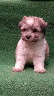 Purebred Havanese Puppy - 1-3 Months Male - 4