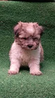 Purebred Havanese Puppy - 1-3 Months Male - 5