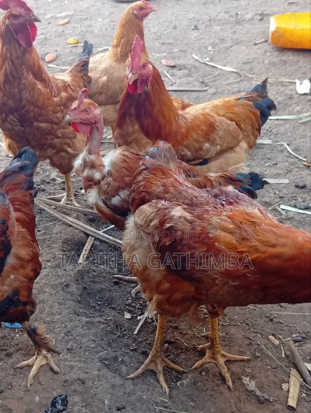 Improved Kienyeji Chicken - Mature Jogoo & Hens - 1