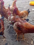 Improved Kienyeji Chicken - Mature Jogoo & Hens - 1