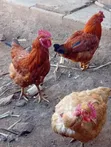 Improved Kienyeji Chicken - Mature Jogoo & Hens - 2