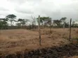 Prime Residential Plot Kwa Murage - 1